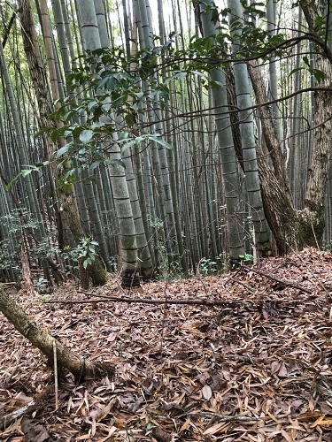 竹林.jpg