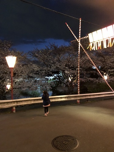 夜桜.jpg