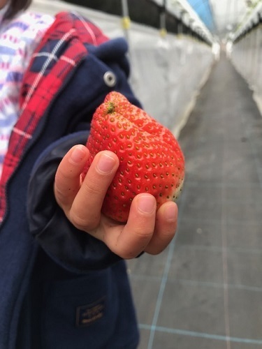 大きなイチゴ.jpg