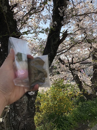 桜と餅.jpg