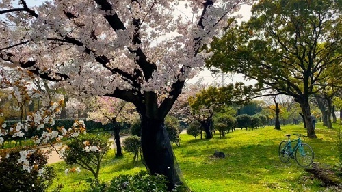 桜の木の下.jpg