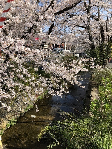 桜川.jpg