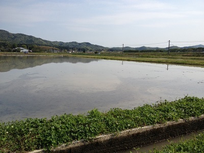 taue.jpg
